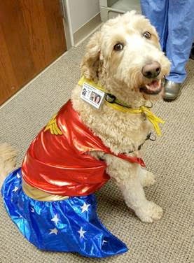 Lulu the Perioperative Therapy Dog