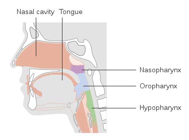 Nasal