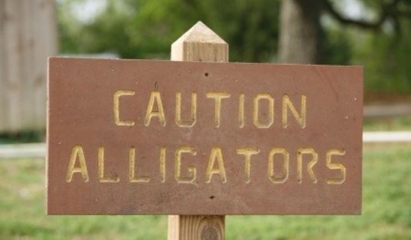 Wooden sign outdoors reading “CAUTION ALLIGATORS"